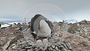 Adult gentoo penguin take care egg camera view