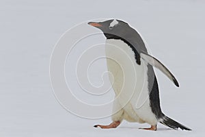 Adult gentoo penguin waddling