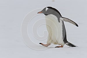 Adult gentoo penguin waddling on snow