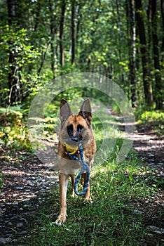Adult German Shepherd Active Dog, Exercises in Forest, Helthy Lifestyle