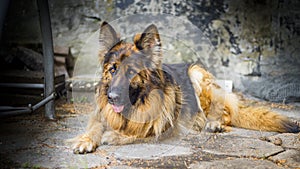 Adult German Shepherd in a portrait photo. A large dog lies peacefully on a concrete cube. Small depth of field.