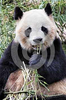 Adult Giant Panda eating bamboo, Chengdu China