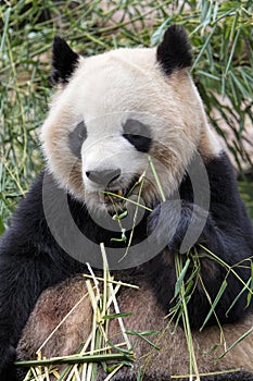 Adult Giant Panda eating bamboo, Chengdu China