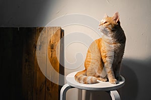 Adult ginger cat sits on a white chair on a white background. Copy spase