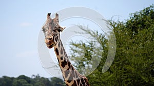 Adult girafe neck and face