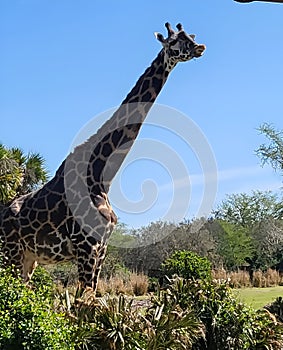 Adult Giraffe in the Animal Kingdom at Walt Disney World in Florida