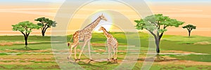 Adult giraffe mother and her little baby giraffe. African savannah. Realistic vector landscape. The nature of Africa