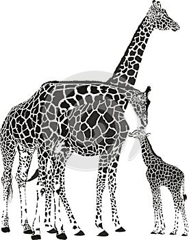 Adult giraffes and baby giraffe