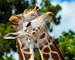 Adult giraffes grooming