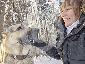 Adult girl with shepherd dog taking selfies in a winter forest. Middle aged woman and big shepherd dog on nature in cold