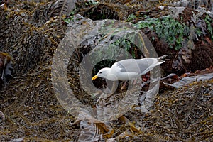 Adult glaucous-winged sea gull picks through seaweed and kelp at low tide