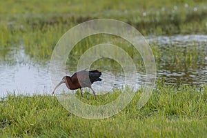 Adult Glossy Ibis with Food in Beak