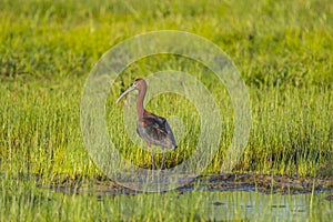 Adult Glossy Ibis Standing on Edge of Mudflat