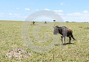 Adult gnu or wildbeast standing in the savannah