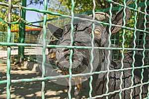 Adult goat behind the fence at the zoo. Close-up portrait