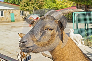 Adult goat in the zoo. Portrait in the aviary