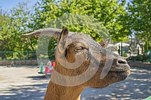 Adult goat in the zoo. Portrait in the aviary