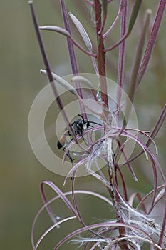 An adult golden digger wasp , Sphex funerarius, hiding in the pu