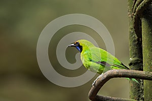 Adult Golden-fronted Leafbird (Chloropsis aurifrons).