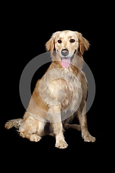 Adult golden Retriever