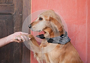 adult golden retriever dog giving the paw and greeting its owner