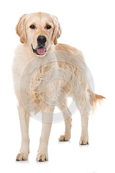 Adult golden retriever dog isolated on white background