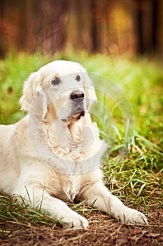 Adult golden retriever dog lying in green grass