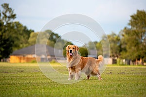 An adult Golden Retriever dog at the park