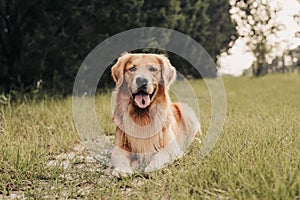 An adult Golden Retriever dog at the park