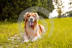 An adult Golden Retriever dog at the park