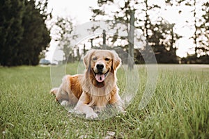 An adult Golden Retriever dog at the park