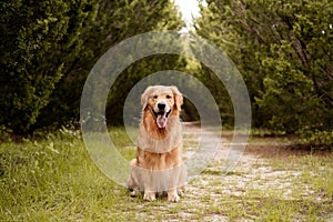 An adult Golden Retriever dog at the park