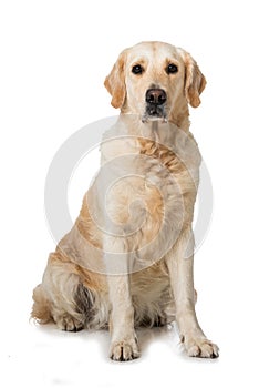 Adult golden retriever dog sitting on white background