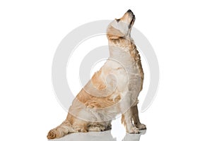 Adult Golden Retriever dog isolated on white background