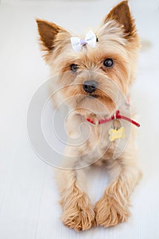 Adult golden yorkshire terrier mini toy photo