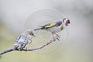 Adult goldfinch