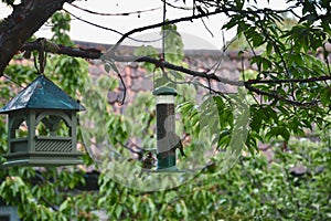 Adult goldfinch bird Carduelis carduelis and juvenlie on seed feeder in garden hung from tree branch