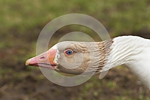 Adult goose with a defensive attitude