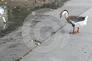 Adult Goose in the farm