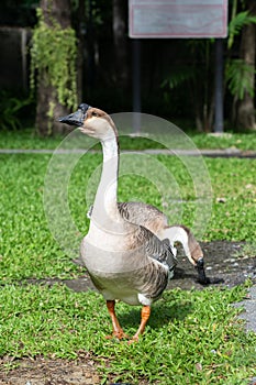 Adult Goose in the farm