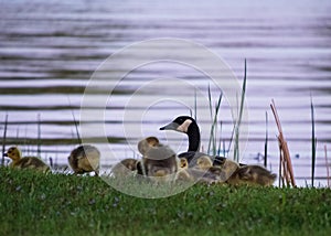 Adult goose with goslings as they feed on the shore of the waters of the Chippewa Flowage