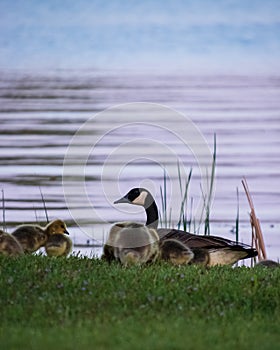 Adult goose with goslings feeding on the shore of the Chippewa Flowage at sunset