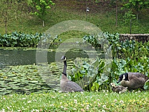 An adult goose mad at a baby goose at Broker Pond on the campus of UNC Charlotte in Charlotte, NC photo