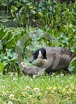 An adult goose mad at a baby goose at Broker Pond on the campus of UNC Charlotte in Charlotte, NC photo