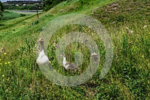 Adult goose mom with small fluffy goslings graze in tall green grass