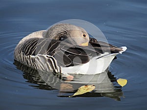 Adult goose is ruffling long feathers in the water.