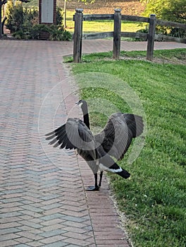 An Adult Goose spreading wings near Broker Pond on the campus of UNC Charlotte in Charlotte, NC photo