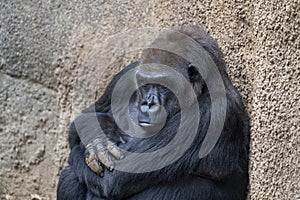 Adult Gorilla staring at the viewer