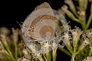 Adult Gossamer-winged Butterfly