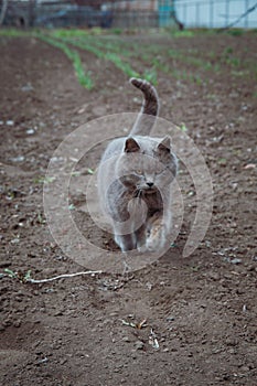 an adult gray cat of the British breed is dissatisfied walking along the beds in the vegetable garden in spring